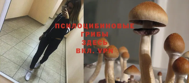 Галлюциногенные грибы MAGIC MUSHROOMS  Менделеевск 